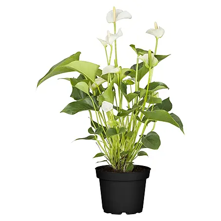 Piardino  Flamingoblume Fresh Love White