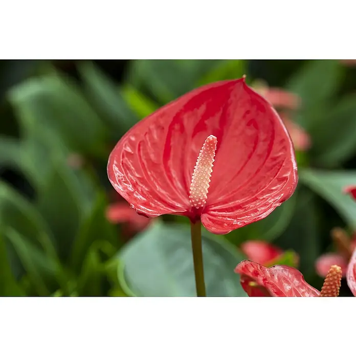 Piardino Flamingoblume - Anthurium andreanum, Topfgröße: 21 cm, verschiedene Ausführungen - Nahaufnahme einer roten Anthurie-Blume mit einem auffälligen Blütenkolben, umgeben von grünen Blättern. Die glänzende Blüte fängt das Licht wunderschön ein.