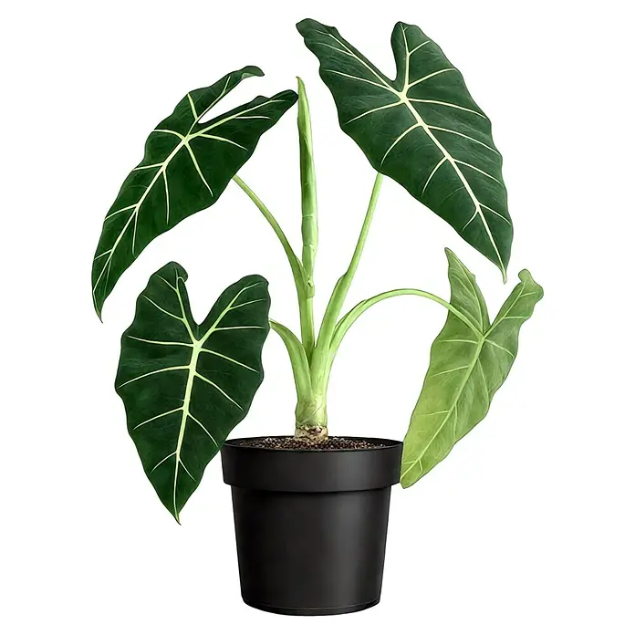 Piardino Pfeilblatt - Alocasia micholitziana Frydek, Topfgröße: 17 cm - Ein Alocasia Frydek, auch bekannt als grünes Samtpflanze, präsentiert sich in einem stilvollen schwarzen Topf.