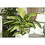 Piardino Dieffenbachie (Dieffenbachia maculata, Topfgröße: 24 cm) | BAUHAUS