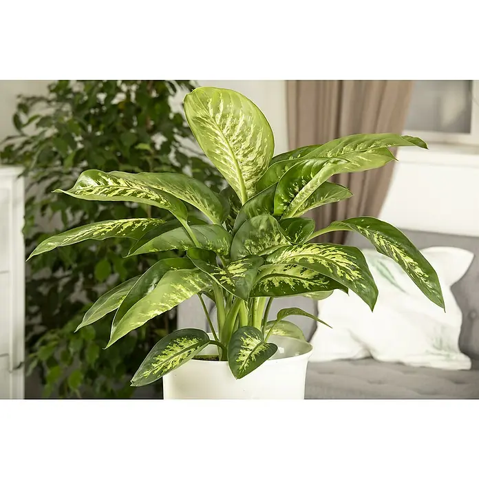 Piardino Dieffenbachie - Dieffenbachia maculata 'Compacta', Topfgröße: 21 cm - Dieffenbachia Pflanze mit auffälligen, grün-gelb gefärbten Blättern in einem schlichten, weißen Topf, die Zimmeratmosphäre aufwertet.