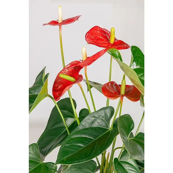Piardino Flamingoblume - Anthurium andreanum, Topfgröße: 21 cm, verschiedene Ausführungen - Nahaufnahme einer Anthurie-Pflanze mit ihren roten Blüten und grünen Blättern, die die Schönheit und Eleganz dieser tropischen Blume hervorhebt.