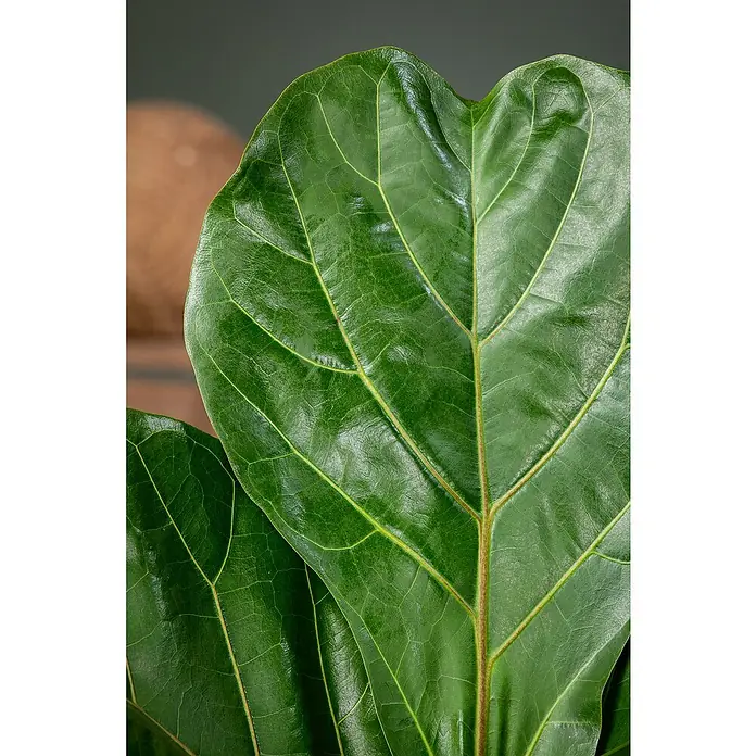 Piardino Birken-Feige - Ficus benjamina Exotica Pyramide, Topfgröße: 27 cm - Nahaufnahme eines glänzenden Ficus lyrata Blattes mit deutlichen Blattadern, das die gesunde Zimmerpflanze hervorhebt.