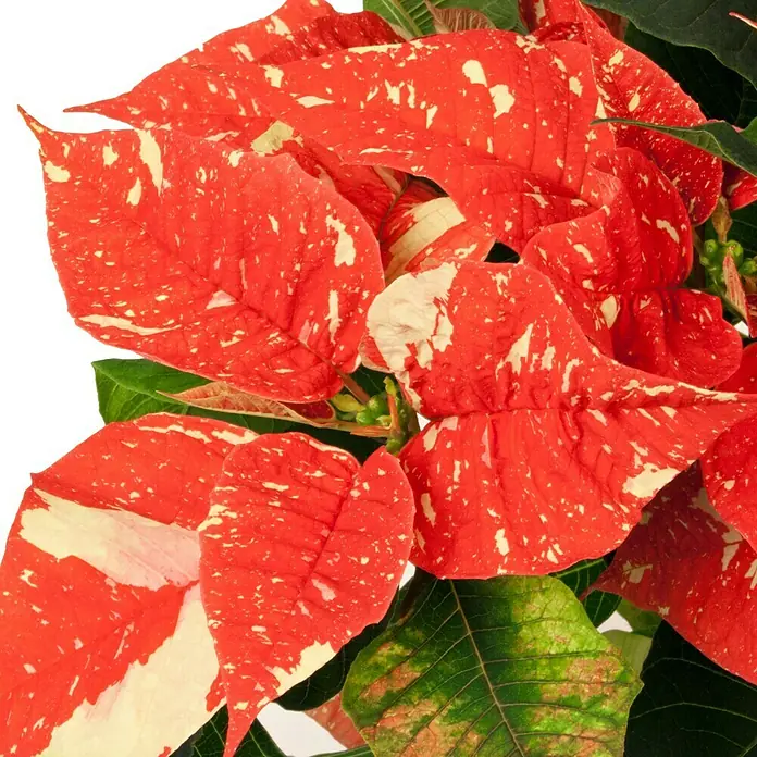 Piardino Weihnachtsstern - Euphorbia pulcherrima Sonora White Glitter, Rot/Weiß, Topfgröße: 13 cm - Nahaufnahme eines gefleckten roten Weihnachtssterns mit grünen Blättern und einem weißen Hintergrund.