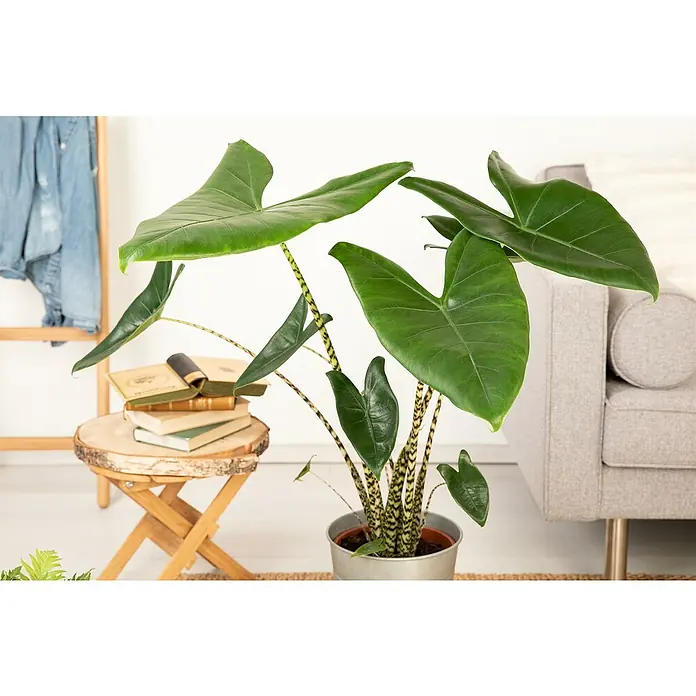 Piardino Pfeilblatt - Alocasia zebrina, Topfgröße: 17 cm - Diese Aufnahme zeigt eine Zimmerpflanze mit großen, grünen Blättern und gestreiften Stängeln in einem silbernen Topf auf einem Tisch mit Büchern.