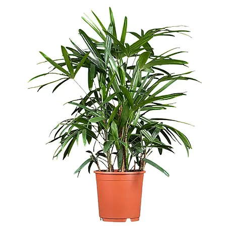 Piardino  Steckenpalme