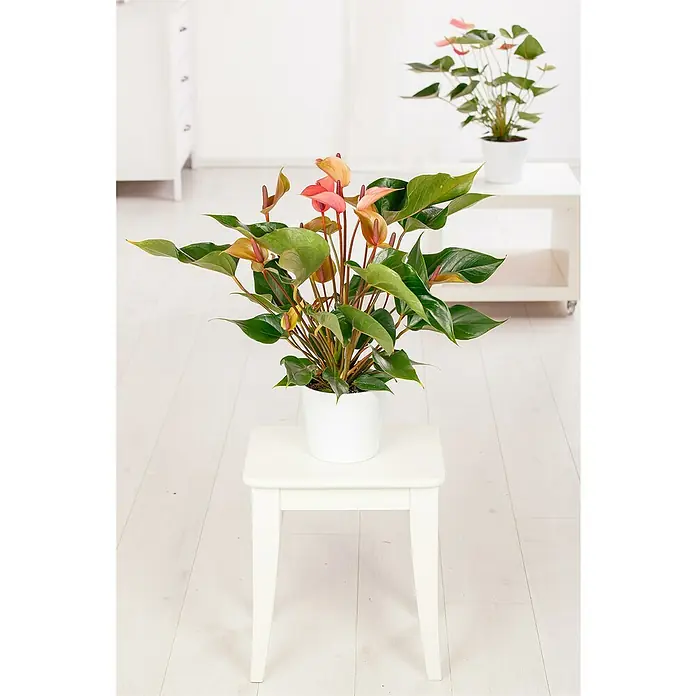 Piardino Flamingoblume - Anthurium andreanum, Topfgröße: 21 cm, verschiedene Ausführungen - Ein farbenfrohes Anthurium steht auf einem weißen Hocker, ein weiteres im Hintergrund, beide in weißen Töpfen.