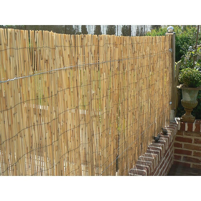 Nature Rietmat gepeld (l x h: 3 x 2 m, Naturel) | BAUHAUS