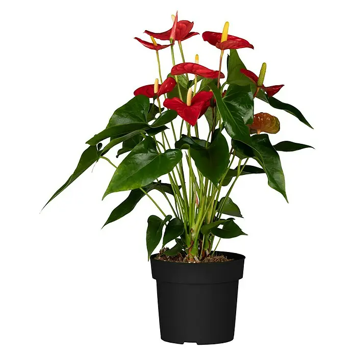 Piardino Flamingoblume - Anthurium andreanum, Topfgröße: 21 cm, verschiedene Ausführungen - Die Anthurie im schwarzen Topf ist eine Zimmerpflanze mit roten Hochblättern und gelben Blütenkolben, die eine elegante Note verleiht.
