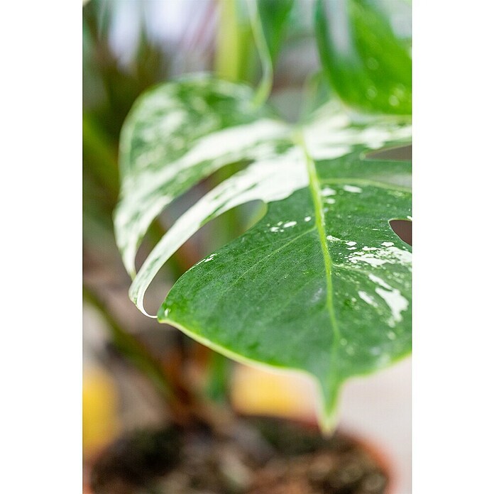 Piardino Fensterblatt Thai Constellation (Monstera deliciosa Thai Constellation, Topfgröße: 17 cm) | BAUHAUS