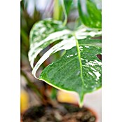 Piardino Fensterblatt Thai Constellation (Monstera deliciosa Thai Constellation, Topfgröße: 17 cm) | BAUHAUS