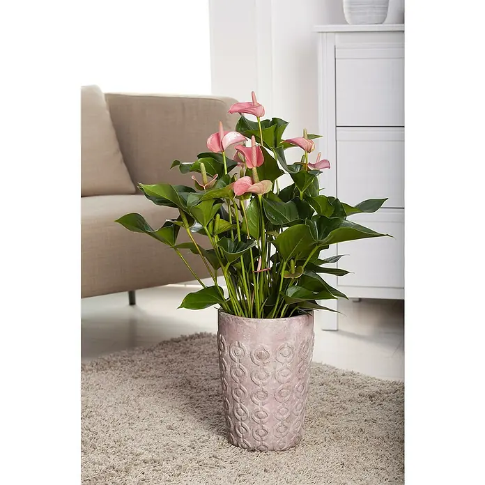 Piardino Flamingoblume - Anthurium andreanum, Topfgröße: 21 cm, verschiedene Ausführungen - Zimmerpflanze Anthurie mit rosa Blüten in einem verzierten, rosa Topf auf einem hellen Teppich vor beigen Möbeln.