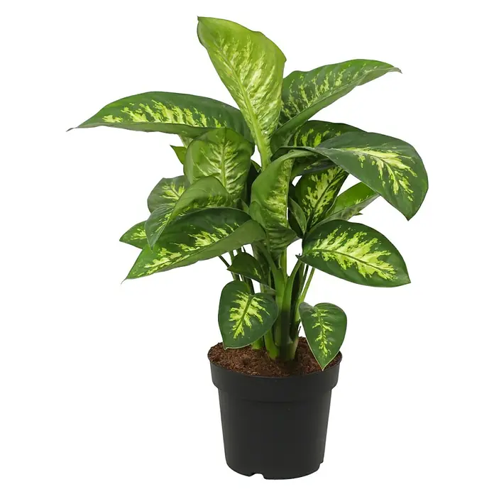 Piardino Dieffenbachie - Dieffenbachia maculata 'Compacta', Topfgröße: 21 cm - Eine Dieffenbachia im Topf. Die Dieffenbachia ist eine beliebte Zimmerpflanze mit auffälligen Blättern und einem dekorativen Aussehen.