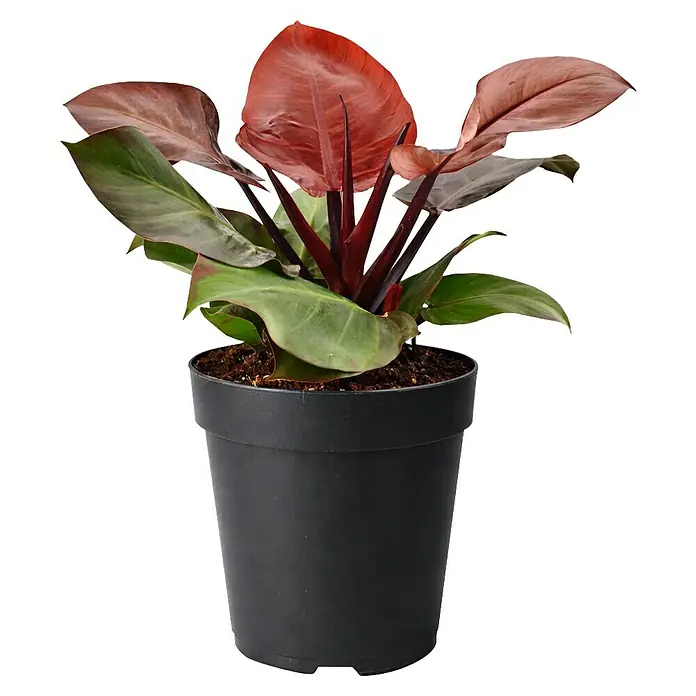 Piardino Baumfreund - Philodendron x Hybrid Cherry Red, Topfgre: 19 cm  online kaufen bei BAUHAUS