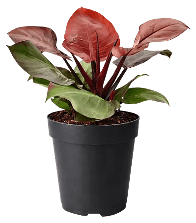 Piardino Baumfreund - Philodendron x Hybrid Cherry Red, Topfgre: 19 cm  online kaufen bei BAUHAUS