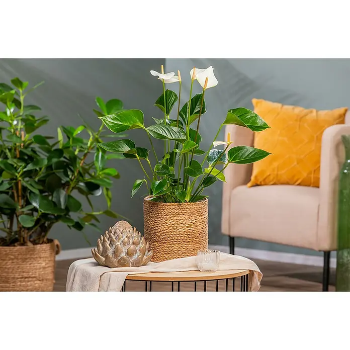 Piardino Flamingoblume - Anthurium andreanum, Topfgröße: 21 cm, verschiedene Ausführungen - Zimmerpflanzen-Arrangement mit einer Anthurie in einem geflochtenen Topf und einer Skulptur auf einem Tisch, neben einem Sessel.