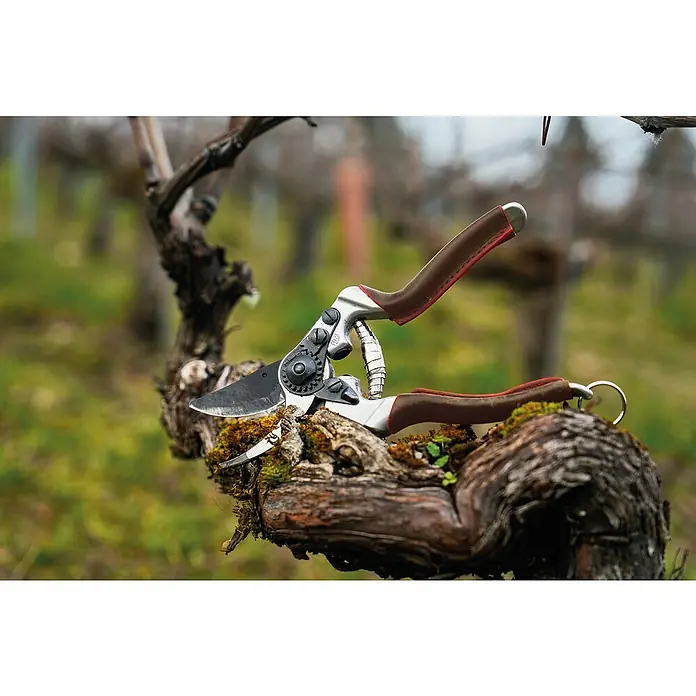 Felco Gartenschere 8 Elite - Bypass, Max. Aststärke: 25 mm - Hochwertige Gartenschere auf einem Weinstock, ideal für präzise Schnitte im Garten. Robust und langlebig für professionelle Gartenarbeit.