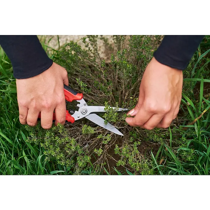 Felco Universalschere 456 - Länge: 29 cm - Kräuterschere in Aktion: Eine Person erntet frischen Thymian mit einer roten Gartenschere im Freien, bereit für kulinarische Genüsse.