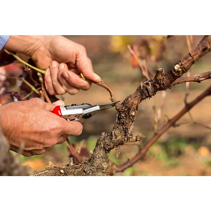 Felco Gartenschere 6 - Max. Aststärke: 20 mm - Rebschere schneidet einen Weinstock. Die scharfen Klingen sorgen für einen sauberen Schnitt, wichtig für gesundes Wachstum.
