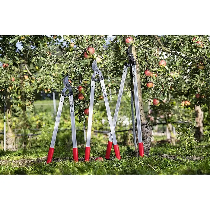 Felco Astschere 221-90 - Max. Aststärke: 40 mm, Länge: 90 cm - Drei Astscheren der Marke Felco stehen vor einem Apfelbaum im Garten, ideal für Baumschnitt und Gartenpflege.