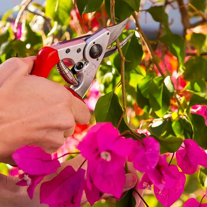 Felco Gartenschere 15 - Bypass - Nahaufnahme einer Person, die mit einer Gartenschere eine Bougainvillea-Pflanze beschneidet.