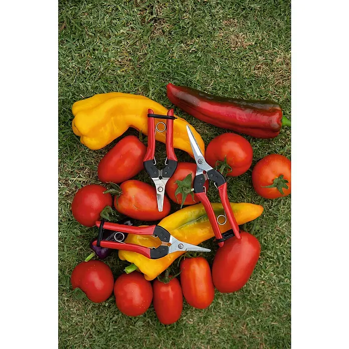 Felco Ernteschere 321 - Bypass - Gartenwerkzeug und Gemüseernte auf Gras.