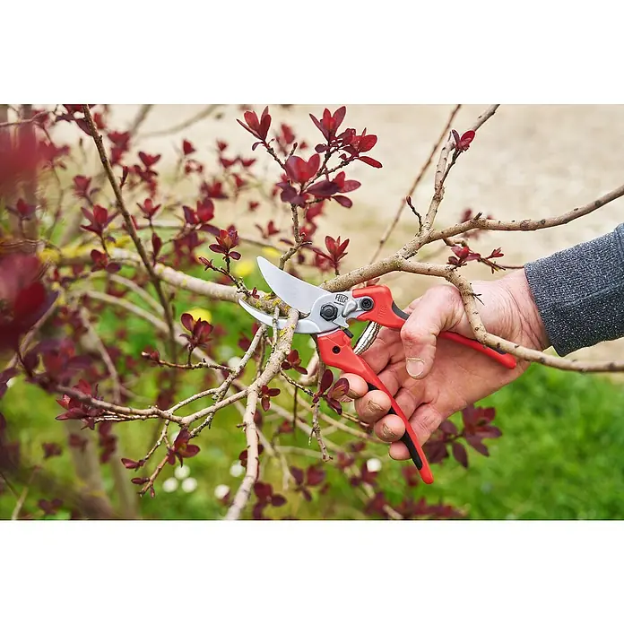 Felco Gartenschere 171L - Groß - Max. Aststärke: 20 mm - Gartenschere Felco beim Beschneiden eines Baumes mit roten Blättern. Die Schere ist rot und silber.