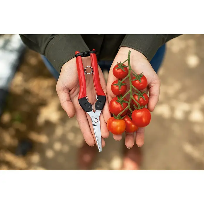 Felco Ernteschere 322 - Bypass, Max. Aststärke: 10 mm - Eine Person hält eine Gartenschere und eine Rispe frischer, roter Kirschtomaten in ihren Händen.