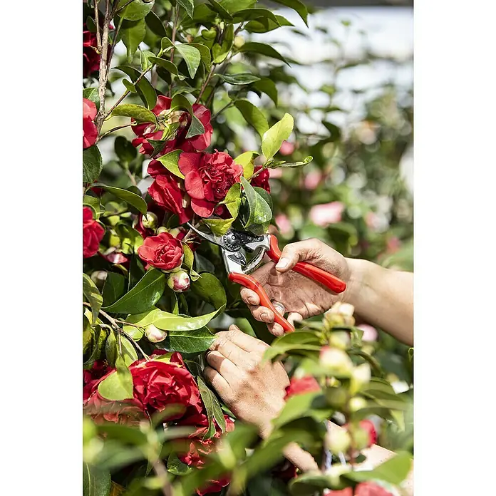 Felco Gartenschere 6 - Max. Aststärke: 20 mm - Nahaufnahme einer Person, die rote Kamelien mit einer roten Gartenschere beschneidet, wobei der Fokus auf der Schere und den Blüten liegt.