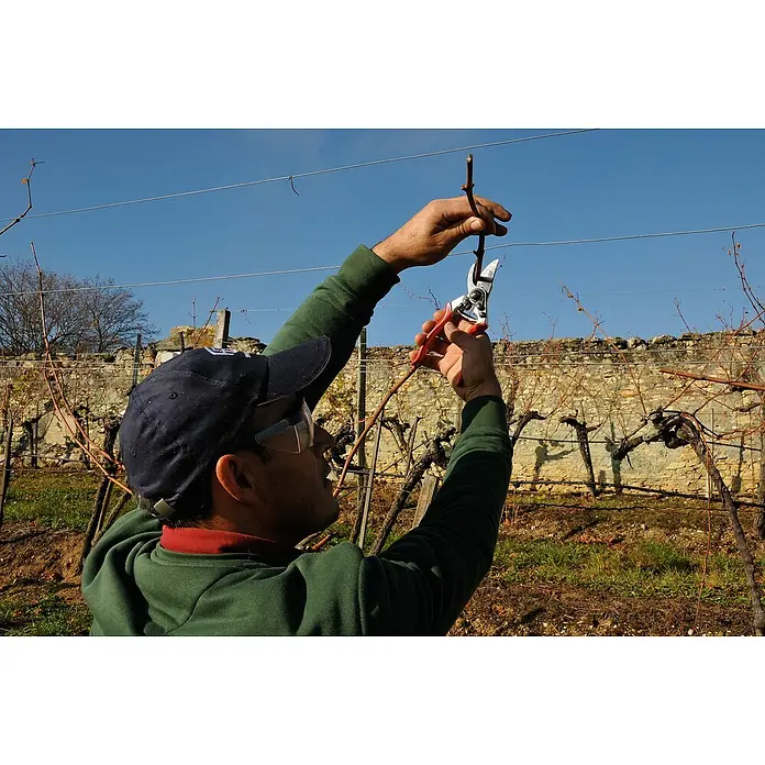 Felco Gartenschere 6 - Max. Aststärke: 20 mm - Ein Mann beschneidet mit einer Gartenschere einen Weinstock in einem Weinberg, wobei der Fokus auf der Schere und der Rebe liegt.