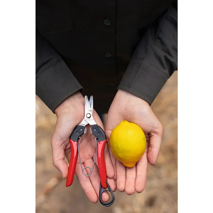 Felco Ernteschere 320 - Bypass - Hände halten Gartenschere mit roten Griffen und eine Zitrone, bereit für die Ernte oder Verarbeitung.