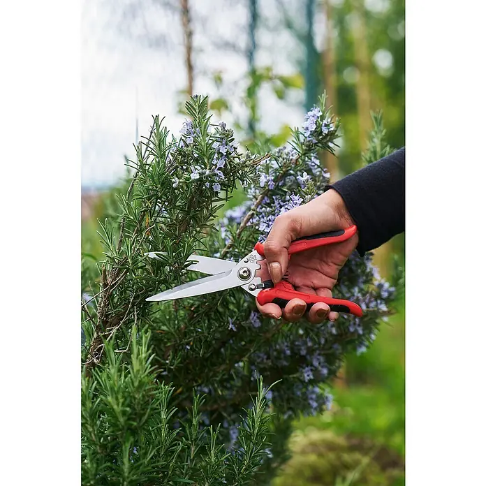 Felco Universalschere 456 - Länge: 29 cm - Gartenschere in Aktion: Eine Hand schneidet Rosmarin, wobei die rote und schwarze Schere im Fokus steht. Ideal für Gartenarbeiten.