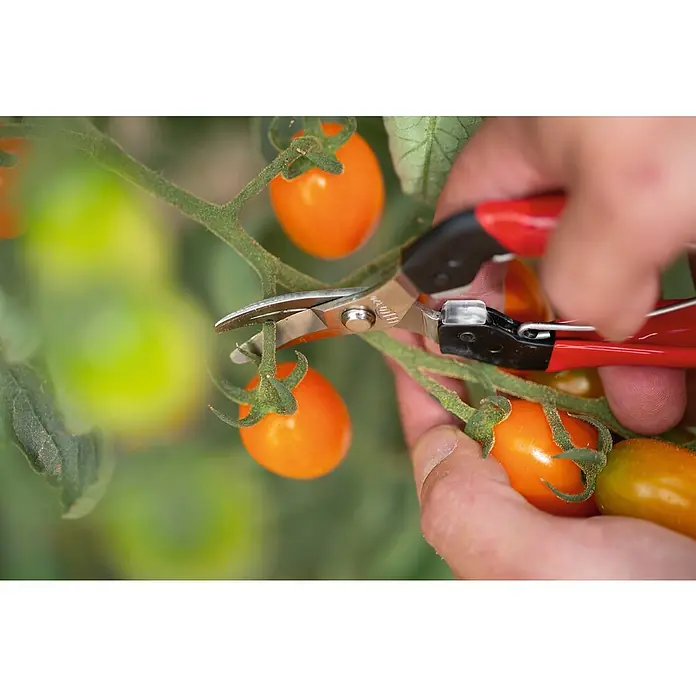 Felco Ernteschere 320 - Bypass - Nahaufnahme einer Person, die mit einer Gartenschere reife Tomaten erntet. Die roten Griffe der Schere stechen hervor.