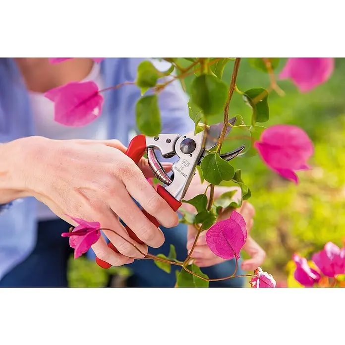 Felco Gartenschere 15 - Bypass - Nahaufnahme einer Person, die mit einer FELCO 15 Gartenschere pinkfarbene Blüten beschneidet, um die Schönheit des Gartens zu erhalten.