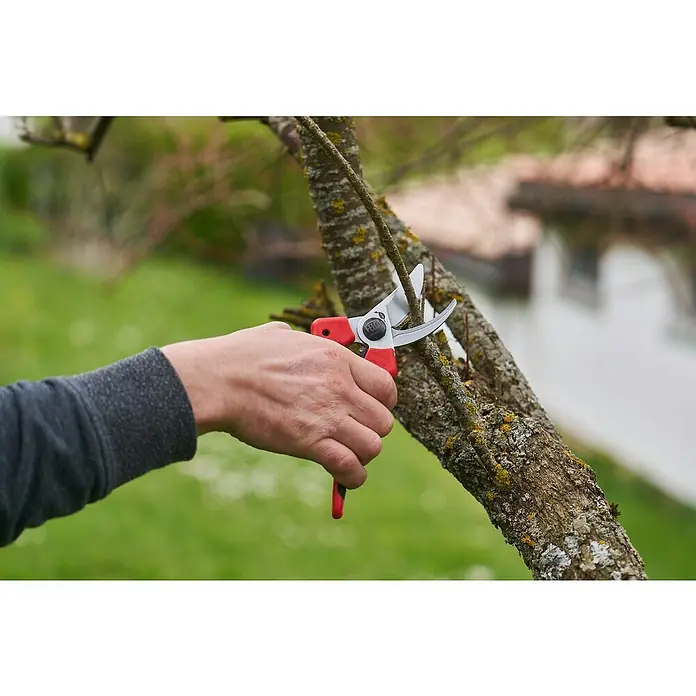 Felco Gartenschere 171L - Groß - Max. Aststärke: 20 mm - Eine Person benutzt eine rote Felco-Gartenschere, um einen kleinen Ast an einem Baum im Freien zu schneiden.