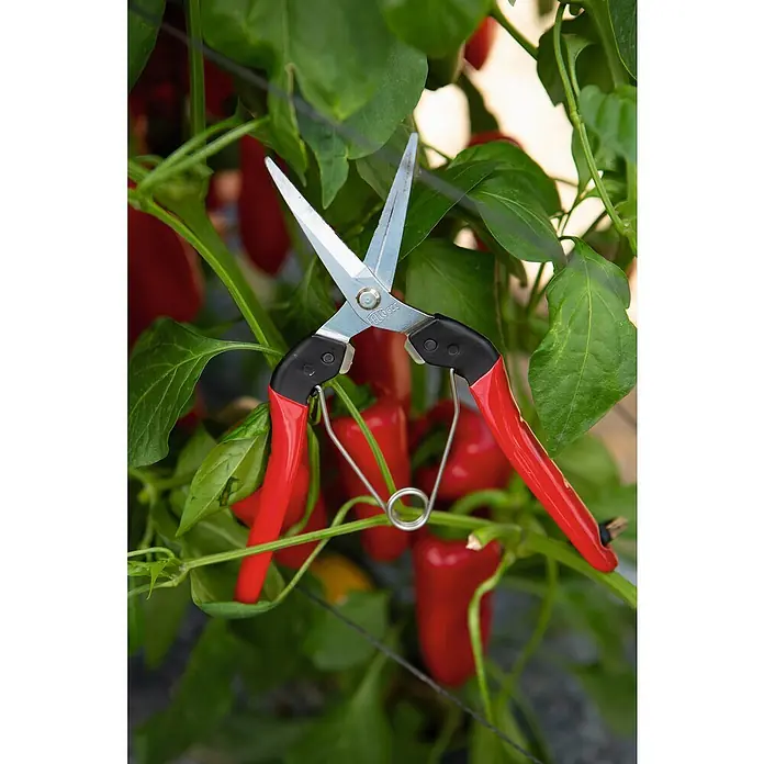 Felco Ernteschere 322 - Bypass, Max. Aststärke: 10 mm - Eine Gartenschere mit roten Griffen hängt an einer Pflanze mit roten Paprika, bereit für die Ernte oder Pflege.