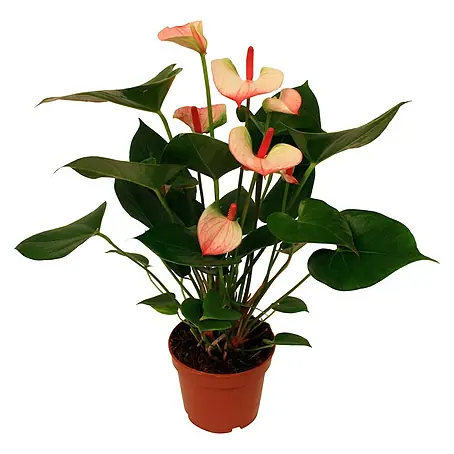 Piardino Flamingoblume Hot Lips