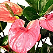 Piardino Flamingoblume (Anthurium x andreanum , Topfgröße: 17 cm, Lila)