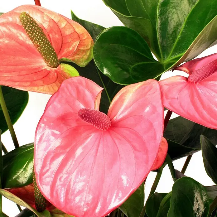 Piardino FlamingoblumeAnthurium x andreanum, Lila - Nahaufnahme einer Anthurie-Pflanze mit rosa Blütenblättern und glänzend grünen Blättern, die ihre exotische Schönheit hervorhebt.