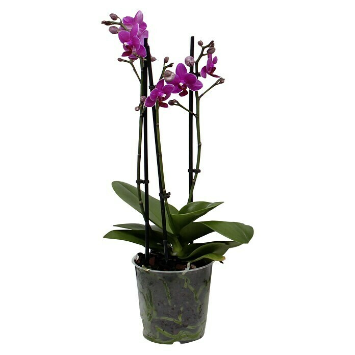Piardino Orquídea mariposa (Phalaenopsis Hybride Multiflora, Tamaño de maceta: 12 cm, Lila, Número de brotes: 2, Colgante, vertical)