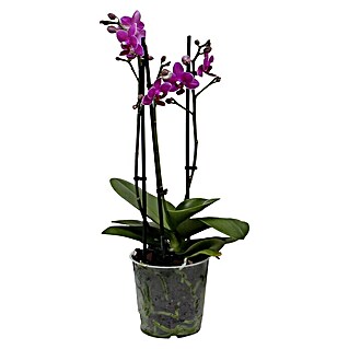 Piardino Orquídea mariposa (Phalaenopsis Hybride Multiflora, Tamaño de maceta: 12 cm, Lila, Número de brotes: 2 ud., En posición vertical)