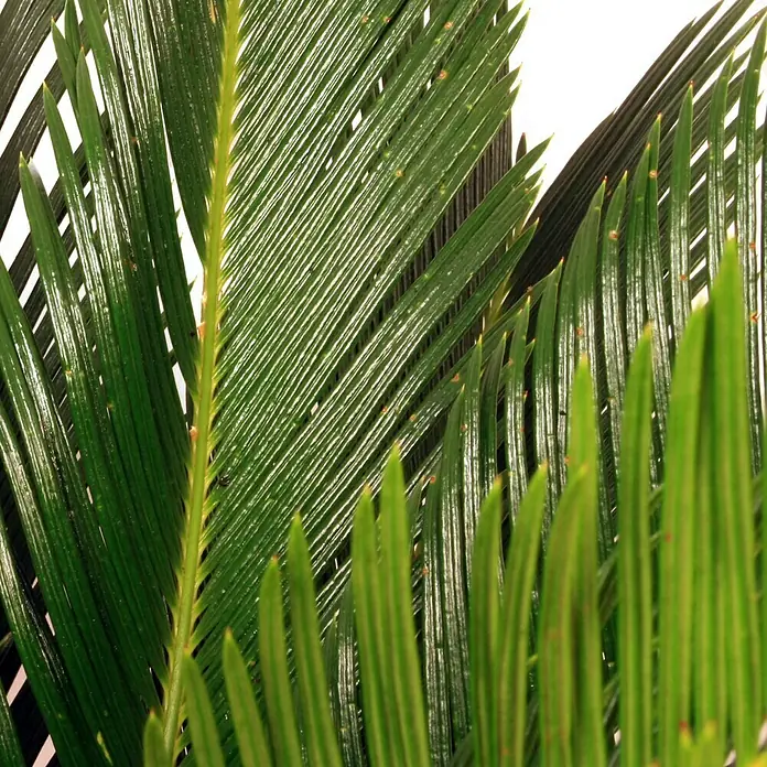 Piardino Palmfarn - Cycas revoluta, Topfgröße: 21 cm, Dunkelgrün - Nahaufnahme von lebendigen, grünen Blättern einer Zamiapflanze, die die feinen Details und die Textur der Blätter hervorhebt.