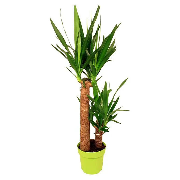 Piardino Yuca pie de elefante verde - Yucca elephantipes, Tamaño de maceta: 17 cm - Planta de interior de yuca en una maceta verde clara. La yuca tiene hojas largas y verdes y dos tallos de diferentes alturas.