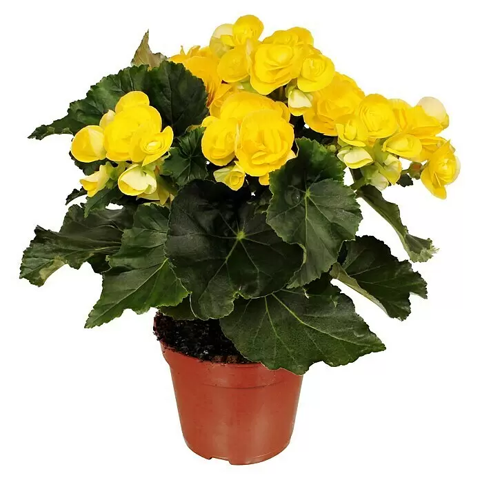 Piardino BegonieBegonia elatior, Topfgröße: 14 cm, Gelb