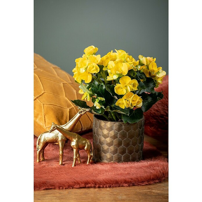 Piardino Elatior-Begonie (Begonia elatior, Topfgröße: 13 cm, Gelb) | BAUHAUS