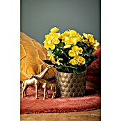 Piardino Elatior-Begonie (Begonia elatior, Topfgröße: 13 cm, Gelb) | BAUHAUS