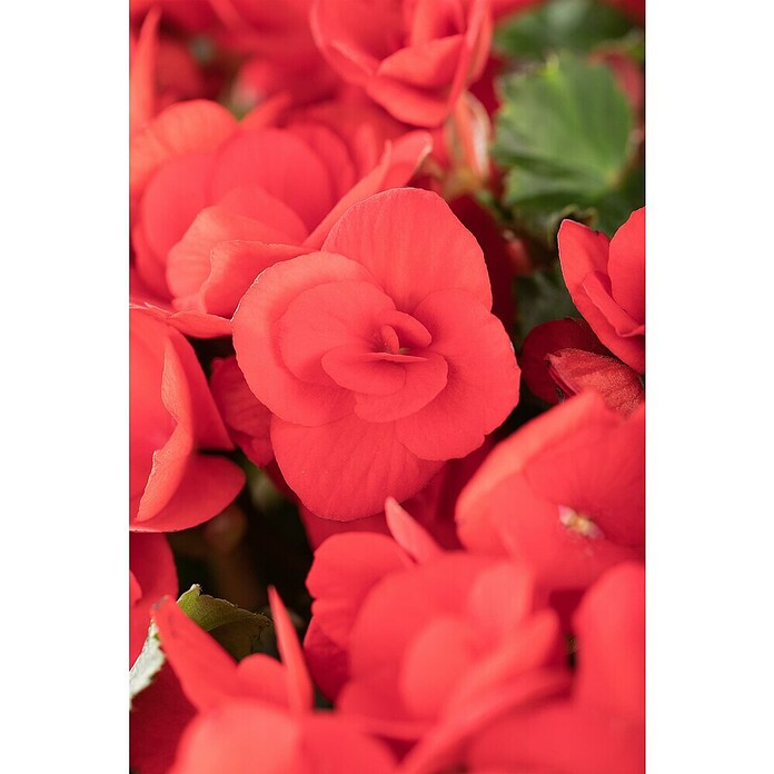 Begonia elatior 13  gross rot