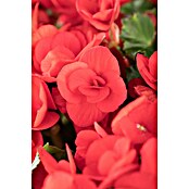 Begonia elatior 13  gross rot