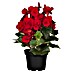 Piardino Elatior-Begonie 