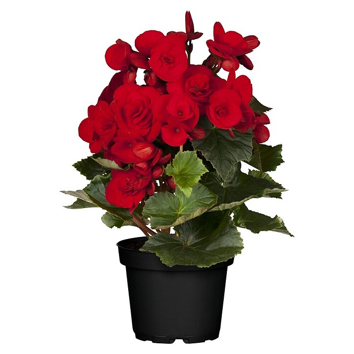 Begonia elatior 13  gross rot